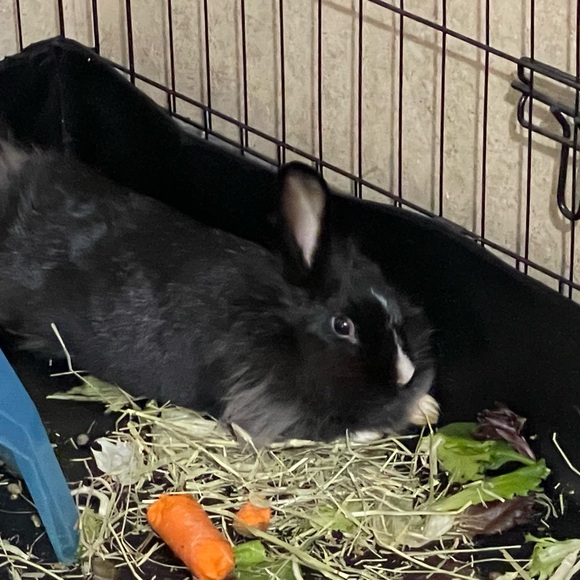 Meet your Posher, Jodée - Picture 7 of 12